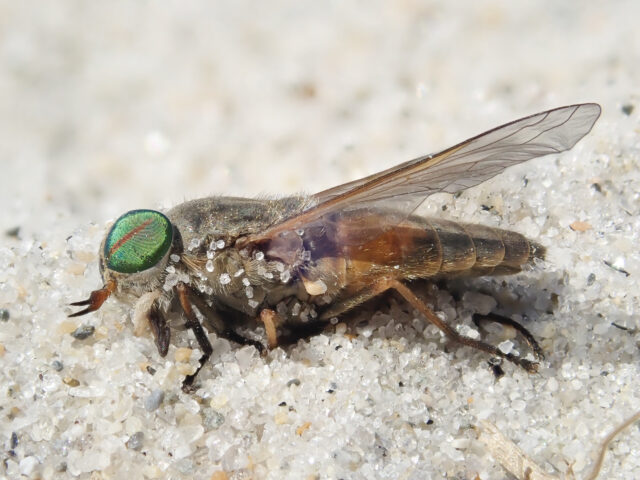 Why greenhead flies suddenly swarm jersey shore beaches every summer