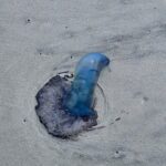 Venomous blue sea creatures wash ashore in myrtle beach as police warn beachgoers