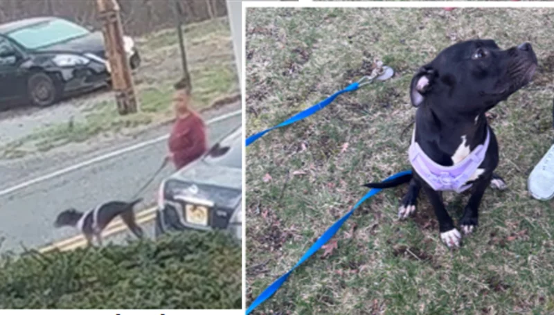 Peta offers $5,000 reward after dog abandoned on roadside in lebanon borough