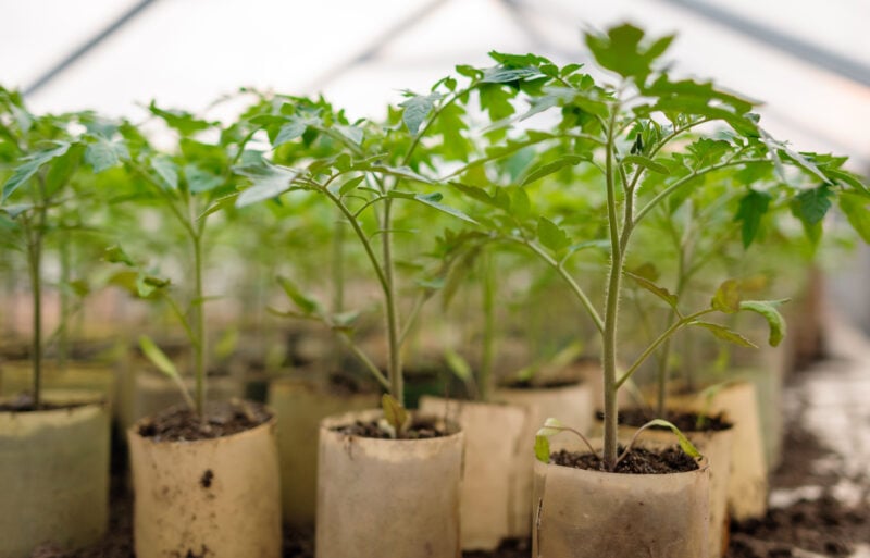 Warm days, cold nights: new jersey gardeners urged to wait before planting summer crops