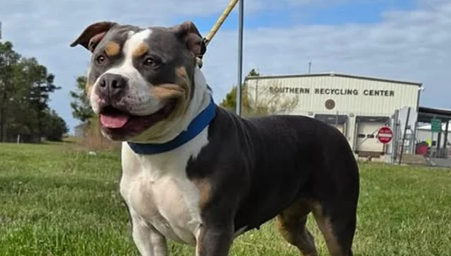 Shy but affectionate dog ‘luna’ seeks forever home at ocean county shelter