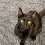 Dark furred 'suspect' with yellow eyes and sharp claws found loitering at belleville police headquarters