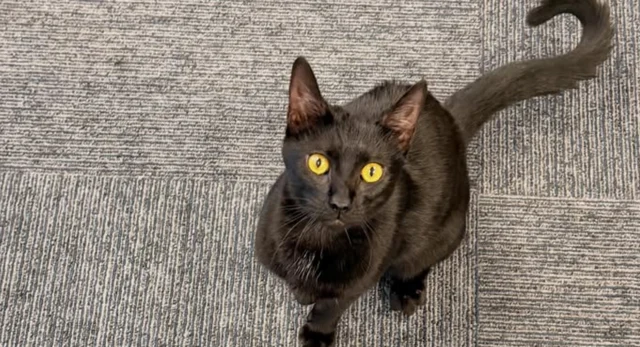 Dark furred 'suspect' with yellow eyes and sharp claws found loitering at belleville police headquarters