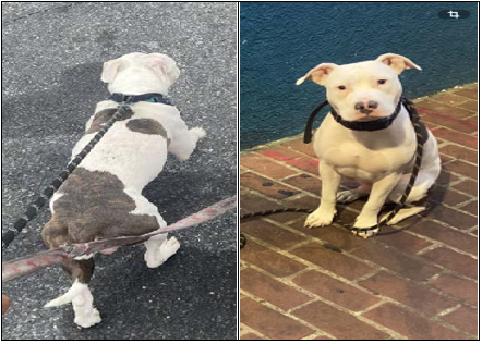 Dc dog snatcher on the loose after beloved pup stolen in shocking southeast robbery