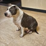 Missing dog found wandering near brodhead road in bethlehem township