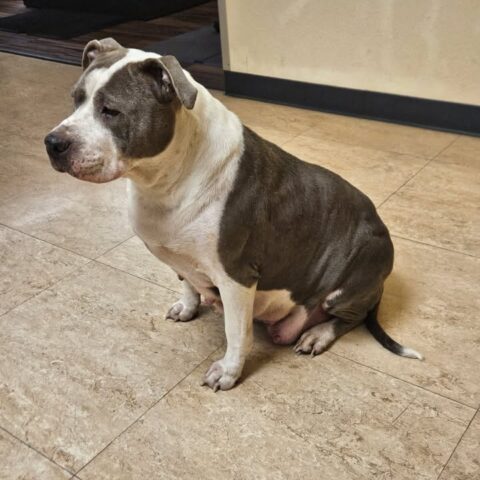 Missing dog found wandering near brodhead road in bethlehem township