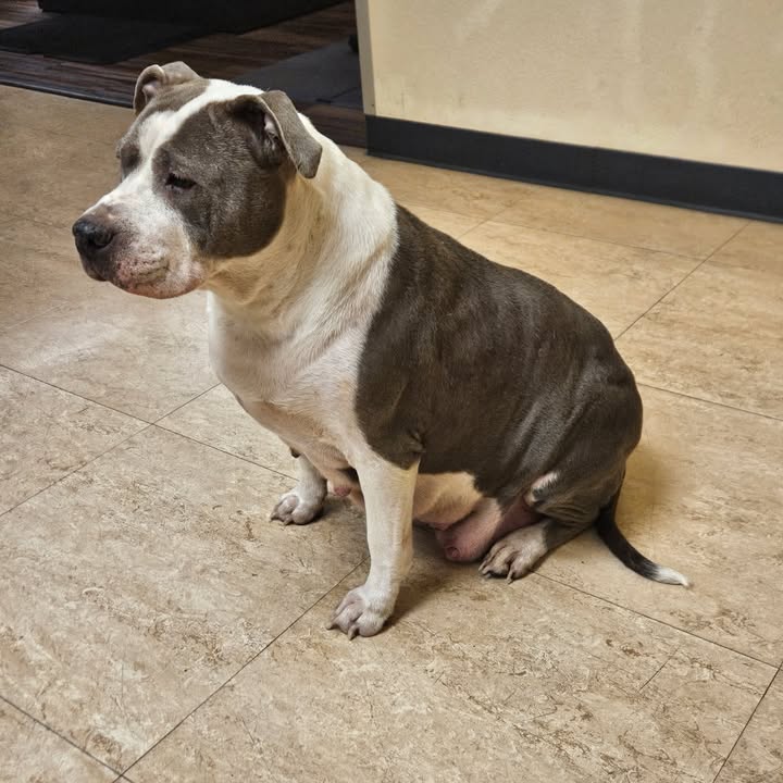 Missing dog found wandering near brodhead road in bethlehem township
