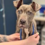 Abandoned dog found tied up in new jersey park fighting for life as shelter seeks help