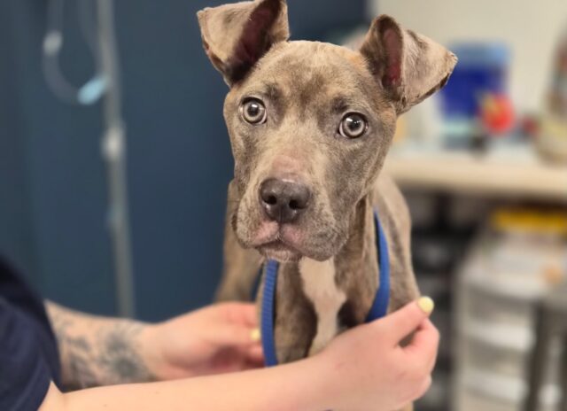 Abandoned dog found tied up in new jersey park fighting for life as shelter seeks help