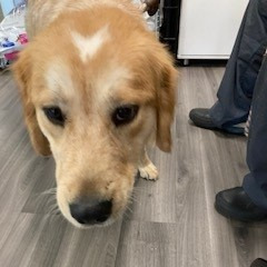 Dog rescued after being thrown from moving pickup in york county Dog rescued after being thrown from moving pickup in york county
