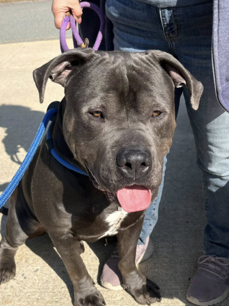 Heartbroken staff say giant shelter dog urgently needs rescue