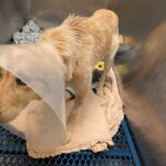 Dog wearing a plastic cone (Elizabethan collar) lies on a towel inside a stainless steel veterinary kennel, resting after a procedure.