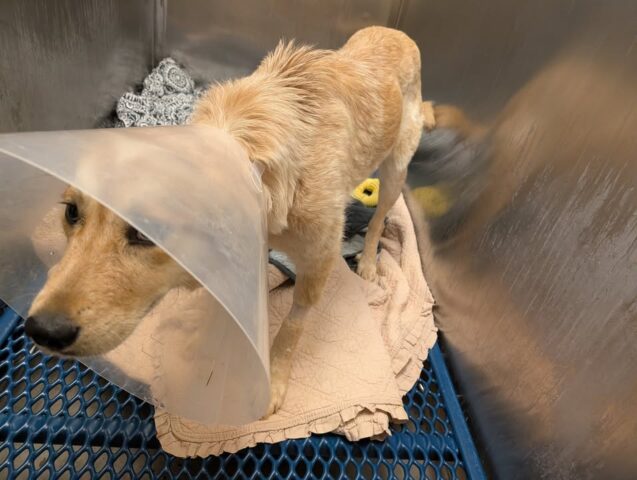 Dog wearing a plastic cone (elizabethan collar) lies on a towel inside a stainless steel veterinary kennel, resting after a procedure.