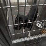 Lost pit bull found roaming maple street ends up at utica police department awaiting owner