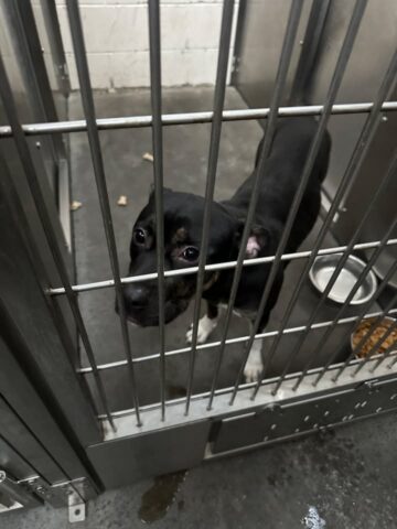 Lost Pit Bull Found Roaming Maple Street Ends Up at Utica Police ...