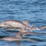 Nj officials warn boaters to slow down as baby dolphins flood jersey shore waters Nj officials warn boaters to slow down as baby dolphins flood jersey shore waters