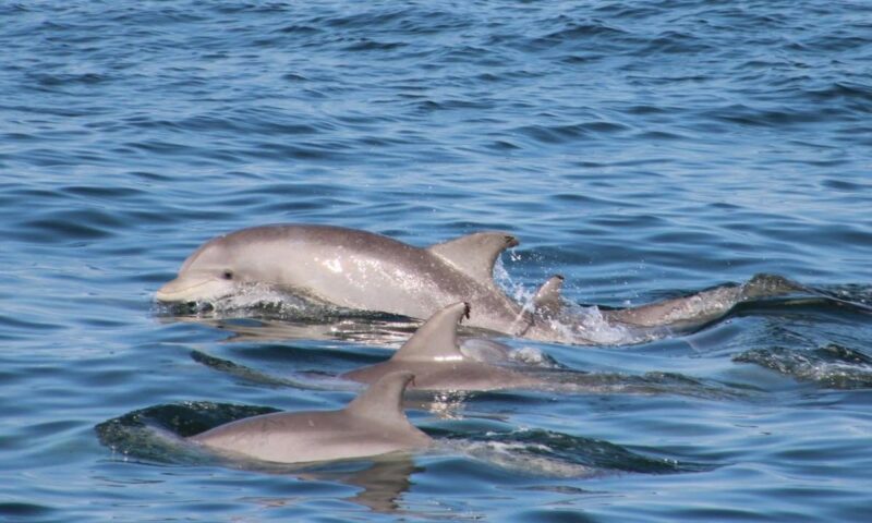 Nj officials warn boaters to slow down as baby dolphins flood jersey shore waters