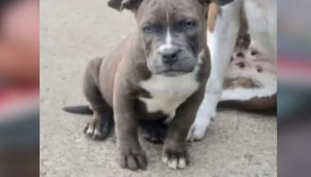 Pemberton family searches for stolen dog after witnesses report white lexus taking pet from yard