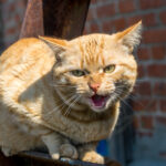 Florida cat attacks five people and puppy in lakeland, tests positive for rabies