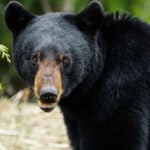 Bear sightings reported in anne arundel county neighborhood, residents urged to use caution