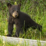 Black bear cub spotted wandering near walnut street, nutley police urge residents to stay alert