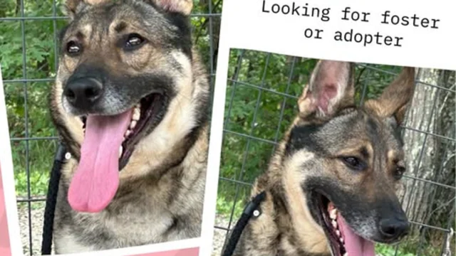 Emergency foster needed for 4-year-old german shepherd after shelter intake
