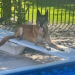 Retired tinton falls police k9 hunter dies at 14