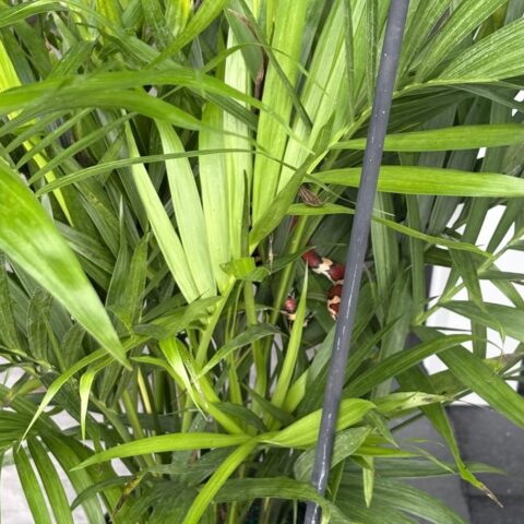 Snake found in purchased potted plant  in ocean county