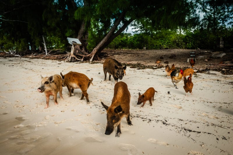 If you set sail south from cape may, you'll end up on this exotic tropical island overrun by wild swimming pigs If you set sail south from cape may, you'll end up on this exotic tropical island overrun by wild swimming pigs
