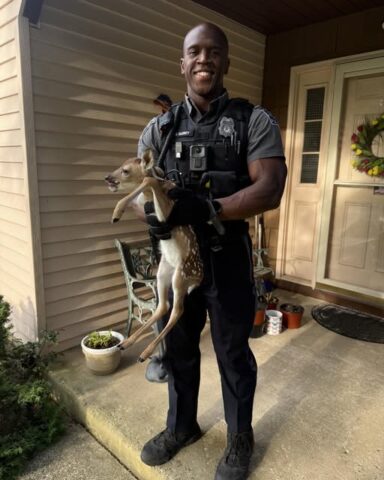 Tiny deer rescue shows side of policing most people never see