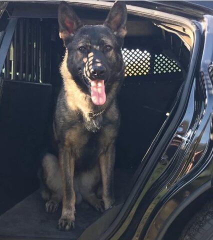 Beloved south jersey police k9 brutus dies after years of service