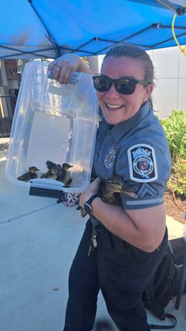 Ducklings hijack graduation day and waddle off with the spotlight