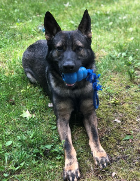 Beloved south jersey police k9 brutus dies after years of service Beloved south jersey police k9 brutus dies after years of service