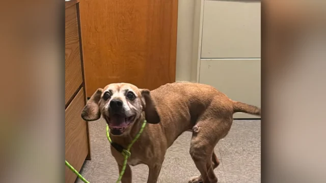 Found tan beagle mix located on elizabeth street in pemberton borough, police seek owner
