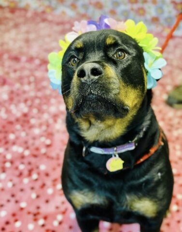 Ocean county dog lovers asked to help find home for zara