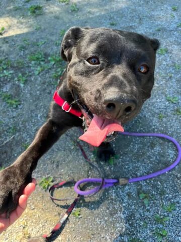 Shelter's plea for daisy goes viral as lovable dog waits more than a year for a home