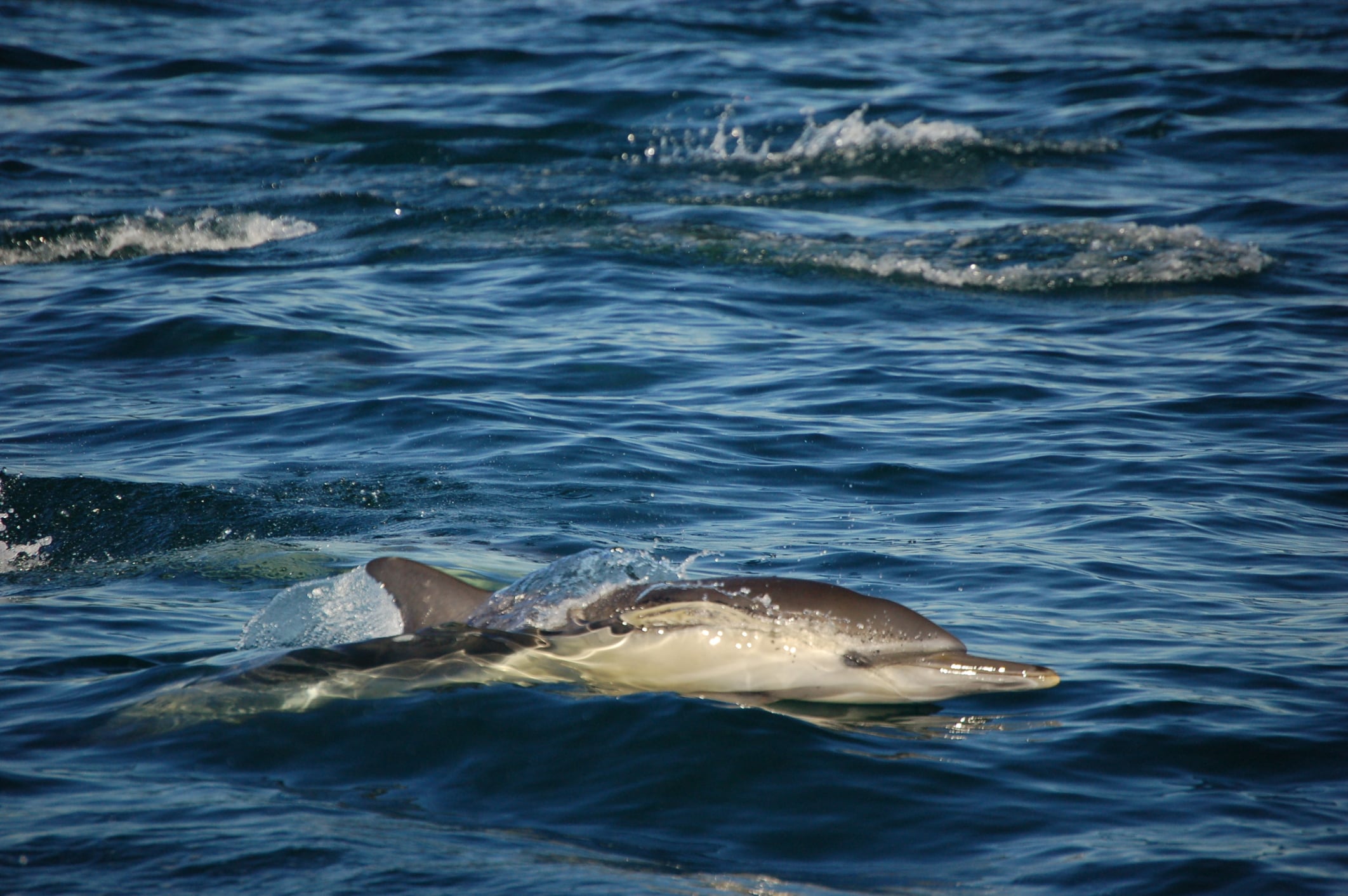 There are more dolphins at the new jersey shore today than when you were a kid, here's why