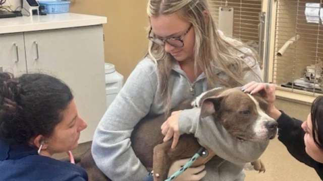 Nearly a dozen dogs and catsrescued from 'deplorable conditions' in neptune township