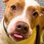 Sweet jackson pup looking for second chance after long shelter stay