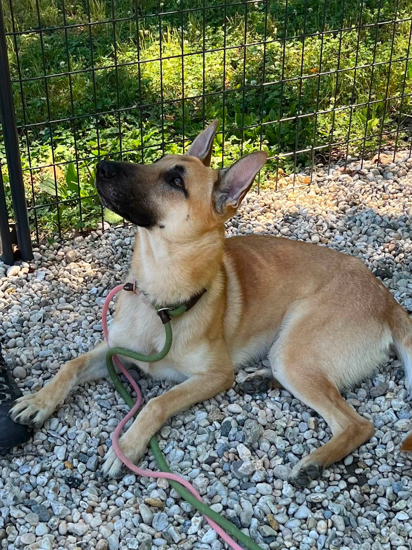 Young shepherd mix searching for a second chance after sad family surrender
