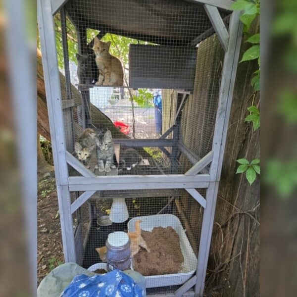 Nearly a dozen dogs and catsrescued from 'deplorable conditions' in neptune township