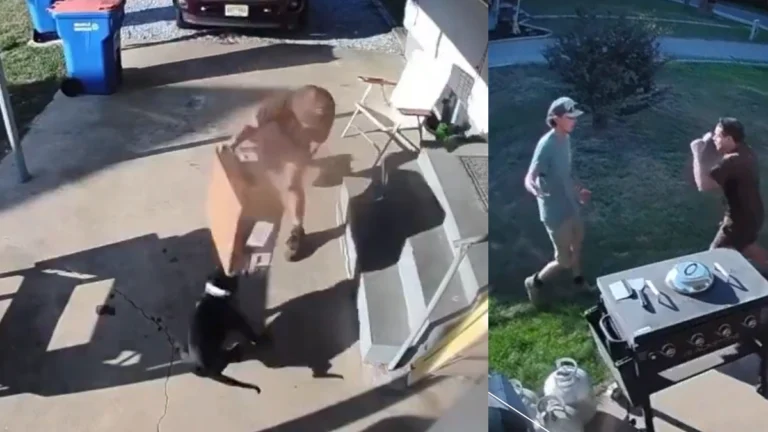 UPS Driver Throws Box at Dog, Then Challenges Homeowner to a Fight in Viral Video