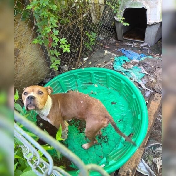 Nearly a dozen dogs and catsrescued from 'deplorable conditions' in neptune township
