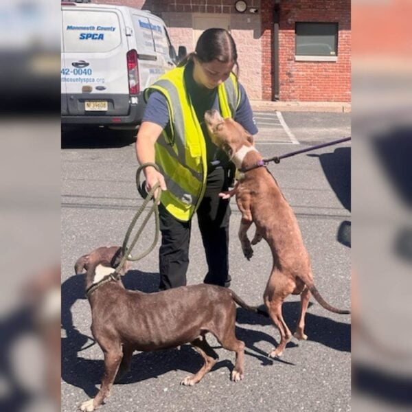Nearly a dozen dogs and catsrescued from 'deplorable conditions' in neptune township