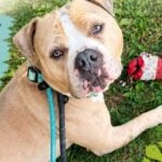 Shelter favorite haze still waiting for a forever family