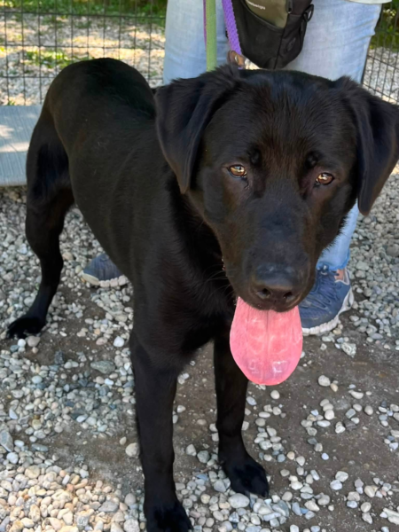 Friendly young labrador searching for a family to call his own