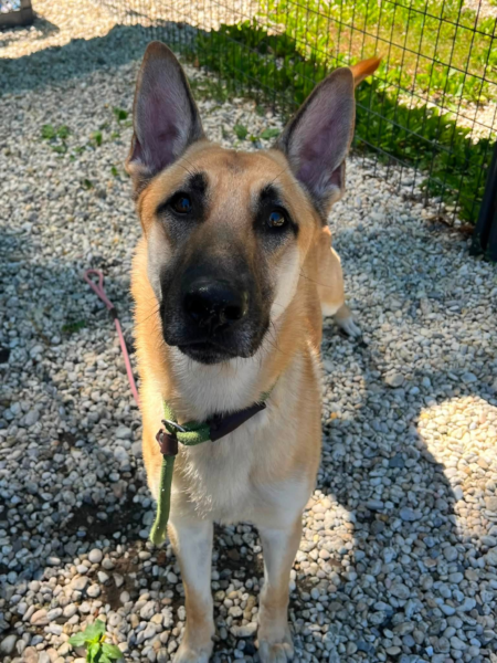 Young shepherd mix searching for a second chance after sad family surrender