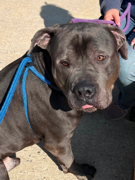 Gentle giant munson searching for a foster home to start his next chapter