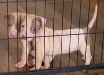 Thief steals eight 5 week old puppies from dc home Thief steals eight 5 week old puppies from dc home
