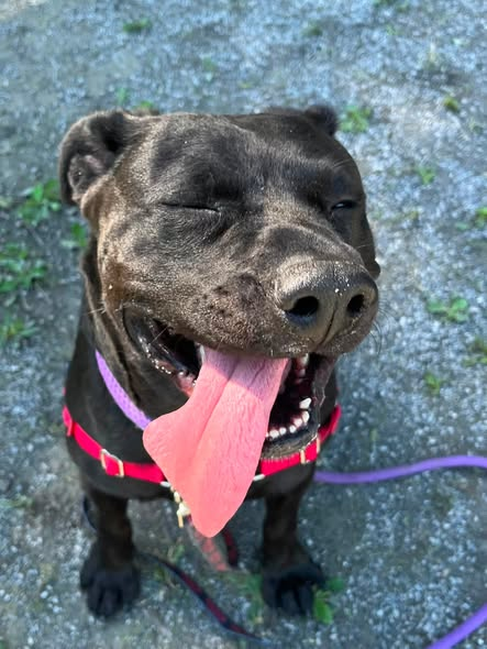 Shelter's plea for daisy goes viral as lovable dog waits more than a year for a home Shelter's plea for daisy goes viral as lovable dog waits more than a year for a home